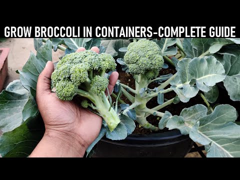 How To Grow Broccoli At Home | SEED TO