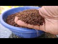 How To Grow Broccoli At Home | SEED TO