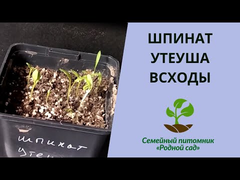 Шпинат Утеуша – многофункциональное растение с огромным полезным потенциалом - описание сорта, фото, особенности выращивания и полезные свойства, отзывы садоводов. Шпинат Утеуша: описание, фото, характеристики, посадка и выращивание, отзывы