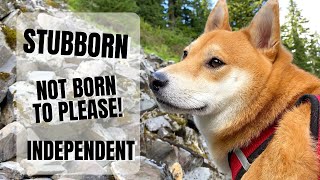 5 Traits that Make Shiba Inu Notorious for Training