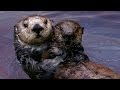 Why Sea Otters Hold Hands & Wrap Pups in Seaweed