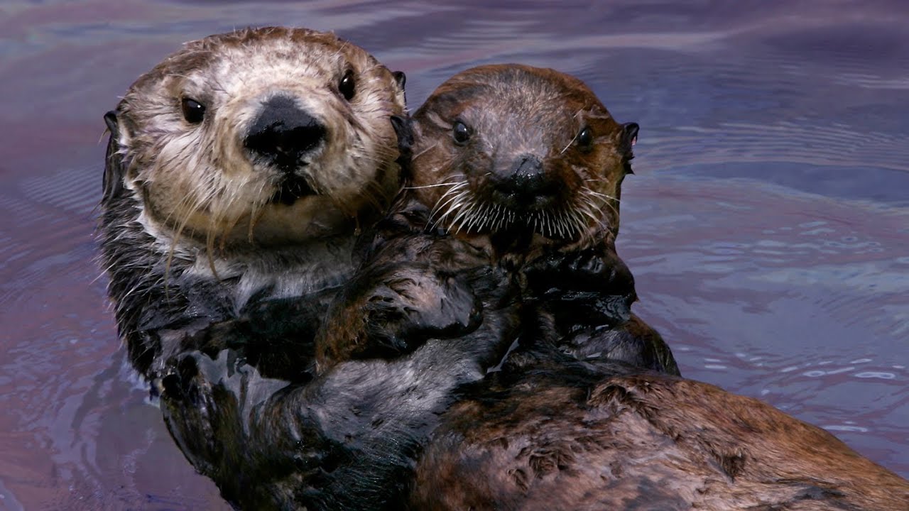 Sea Otter Pup Holding Hands