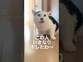 猫に叱るのは逆効果！？ #Shorts
