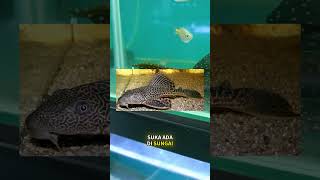 INI BUKAN IKAN SAPU YANG ADA DI SUNGAI! INI IKAN SAPU SULTAN! #iqbalizda #ikan
