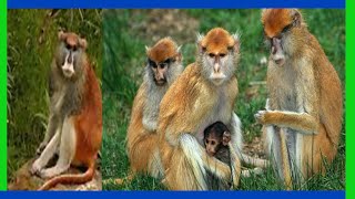 patas monkey: Did you know that patas monkeys are very interested in sex? |baby patas monkey