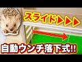 【スライド式】ガラスの窓 ＆「ウンチ」自動落下 システム‼️高性能なケージ作ってみた