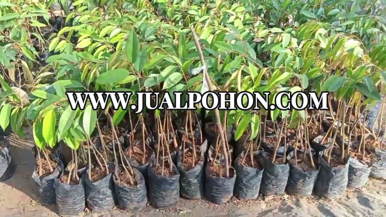 Tingkatkan Produktivitas Kebun Anda dengan Tanam Bibit Durian Bawor Kaki 3