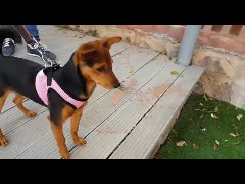 Video: Skotse Terrier-honde Ras Allergene, Gesondheid En Lewensduur
