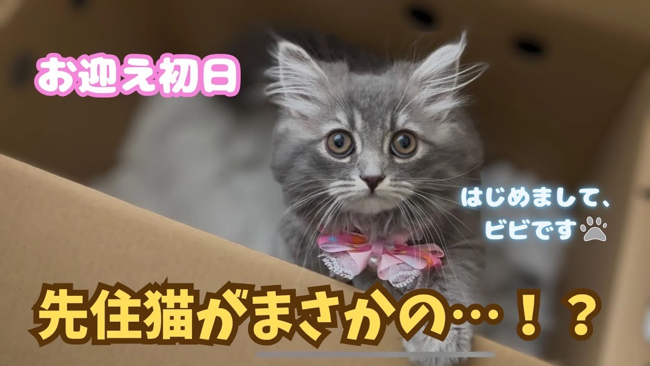 【家族が増えた日】先住猫が”手招き”で距離ゼロに⁉︎子猫との初対面が尊すぎた｜あたち日記#10