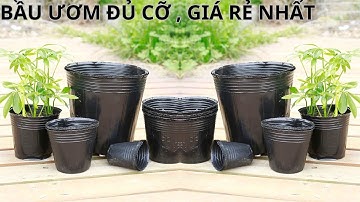 BẦU ƯƠM CÂY GIÁ RẺ NHẤT THỊ TRƯỜNG|| ĐỘ BỀN ĐẢM BẢO | VTNNKC 0988015061