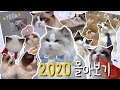 🔥 랙돌 고양이 대가족의 2020년! 50분에 몰아보기🔥