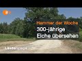 Planer übersehen 300-jährige Eiche! | Hammer der Woche vom 25.07.20 | ZDF