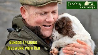 Gundog Training  Heelwork with Red (Laochin Gundogs)