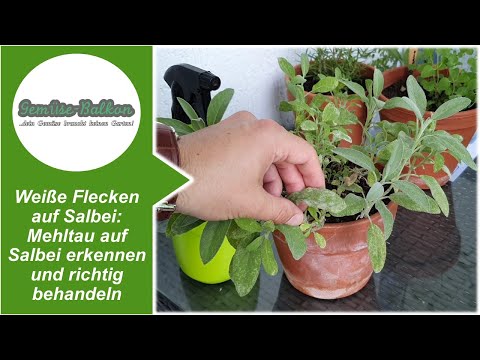 Video: Oregano-Kräuter: Wie man häufige Probleme und Schädlinge der Oregano-Krankheit verhindert und behandelt