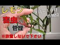 【レモンの害虫管理】2022.5