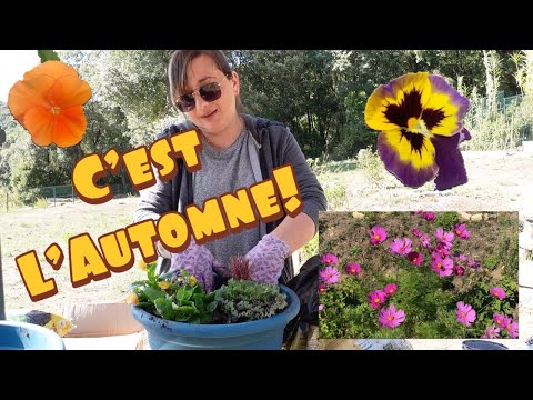 Video: Astilba Planting: Hvordan Plante Astilba Riktig? Er Det Bedre å Plante I Solen Eller I Skyggen? Hvordan Plante Om Våren I Landet I åpen Mark? Hvor Langt Skal Dere Plante Blomster F