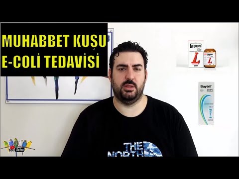 E-COLİ (Escherichia Coli) BAKTERİSİ VE TEDAVİSİ ll MUHABBET KUŞU ll (KURUMA İLE KARIŞTIRMAYIN)