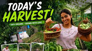 Today’s Harvest From Our Organic Vegetable Garden 🥬🫑