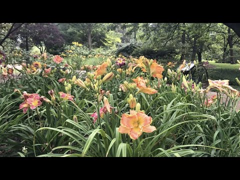 Βίντεο: Daylily ή Hemerocallis