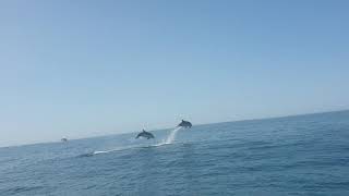 Magnifiques Sauts De Grands Dauphins Granville