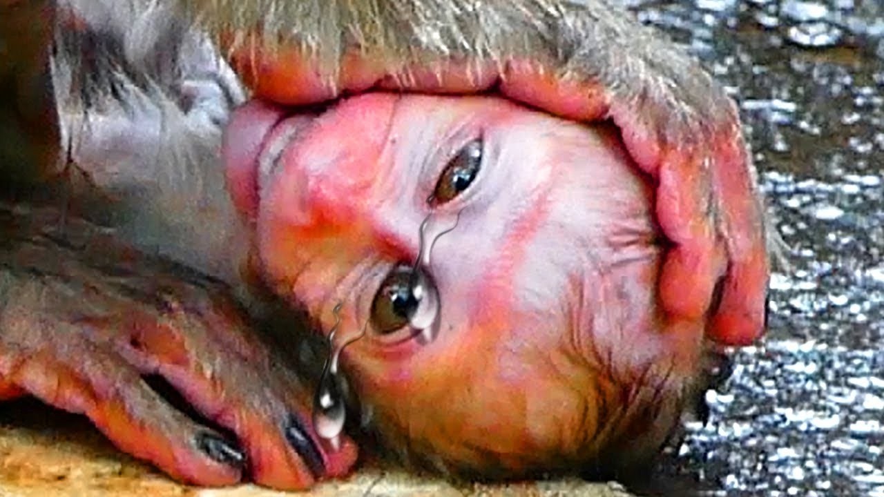 Nice Clip!! GOD!!! R!!!!PPPPP!! Please Help!! This is So Sad For This Newborn.