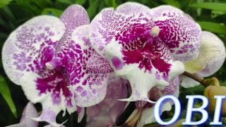 №808/ МОРЕ красивых, СВЕЖИХ орхидей в OBI.