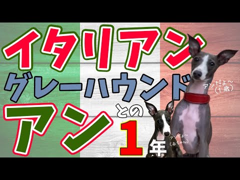 犬のしつけ教室に1年間通うと、イタリアングレーハウンドはどうなるか？イタグレの子犬だったアンの卒業発表会☆