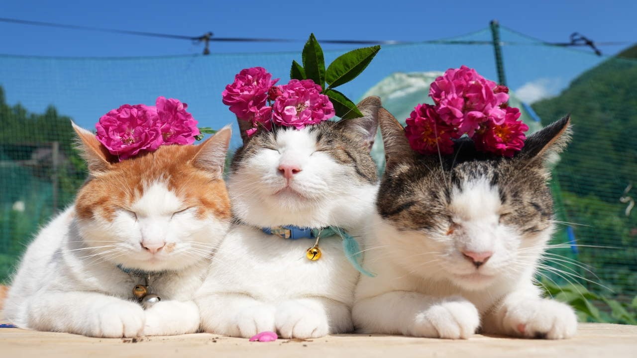 Xmas薔薇リース付き ぐでネコチャーム✨2個セット✨三毛猫 薔薇の花 のせ猫 260629 - YouTube