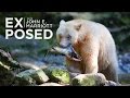 Rare SPIRIT BEARS in the Great Bear Rainforest | EXPOSED Wildlife Photography | EP 06