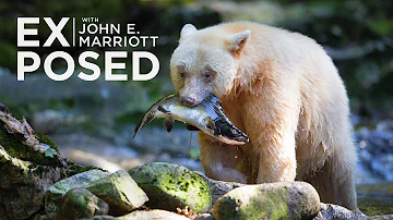 Are spirit bears endangered?