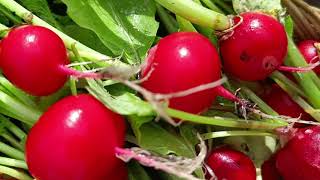 How To Grow Radish in the UK
