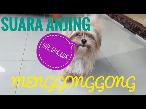 Video: Gonggongan Dan Vokalisasi Anjing Yang Berlebihan