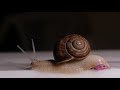 Music for snails snail relaxing music beautiful snails snails waking music relaxdaily music