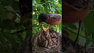 American Robin Dad Clean Up Babies Poop Takes It Out Of The Nest