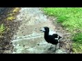 Aussie Magpie sings like R2D2!!