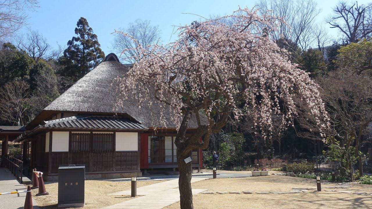 Full Hd 馬場花木園の梅林 Youtube Full Hd 馬場花木園の梅林 Youtube