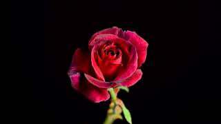 Blooming Rose Flower || Time-Lapse Movie