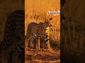 Hidden wildlife #animals #facts #youtubeshorts #wildlife
