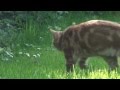20120529113433 Neighbour's cat in our garden 720p