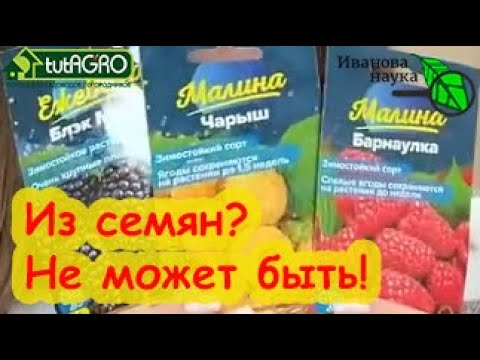 Малина из семян: чудеса на виражах. Можно ли вырастить сортовую малину из семян алтая? Спойлер: да.