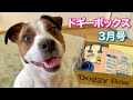 【Doggy Box 3月号】たくさんのおやつとおもちゃで大満足!【ジャックラッセルテリア】