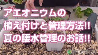 【多肉植物】アエオニウムの植え付けと管理方法!!夏の腰水管理のお話!!【succulent】トロピカルガーデン