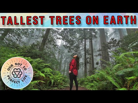 Video: RV Destination Guide: Redwood National Park