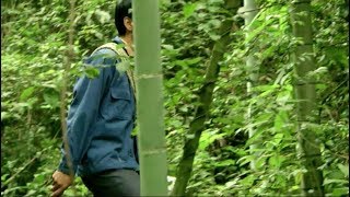 Climbing the steep cliffs to hunt an orchid, Dendrobium 铁皮石斛, a valuable herb in TCM