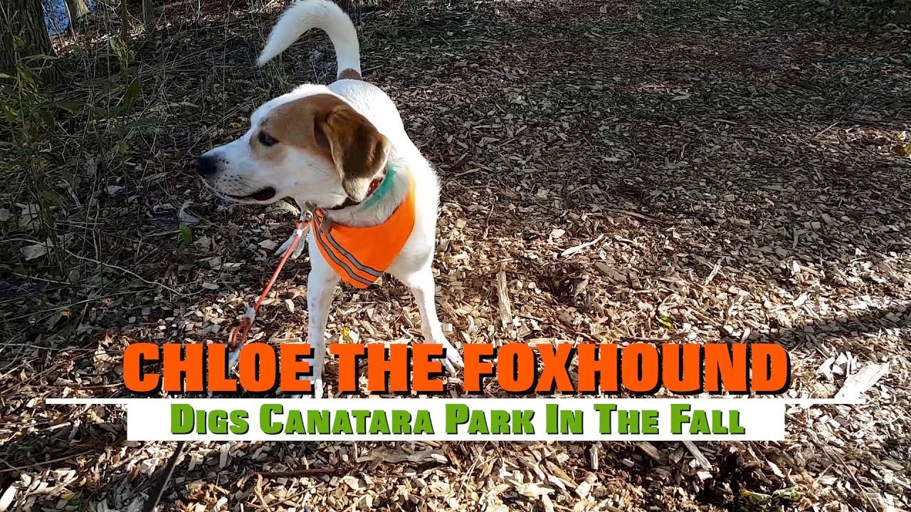 Chloe The Foxhound - Digs Canatara Park In The Fall