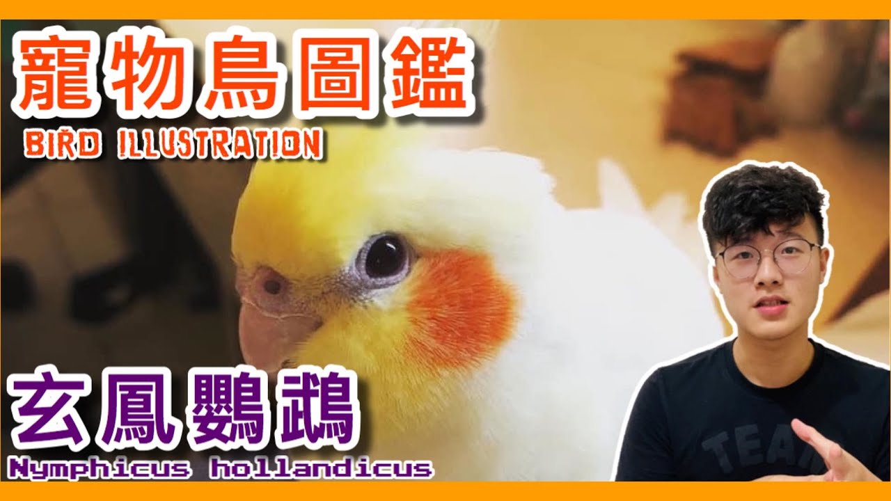 葵花鳳頭鸚鵡大聲公 揭開巴丹鸚鵡走私秘密 Cockatoo Illustrated Book 鸚鵡小木屋 寵物鳥圖鑑ep7 上 Youtube
