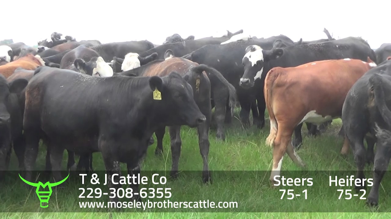 T & J CATTLE CO. SAFE Sale 8/8/17 Moseley Brothers Cattle HD