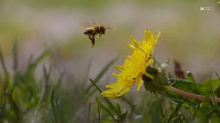 Antibiotic resistance genes are transferred by plasmids in honeybee microbiomes