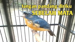 Tledekan Bakau pun bisa Ngeplong nyaring