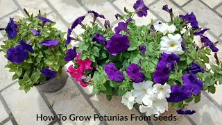 How To Grow Petunias From Seeds | पेटूनिया फूल के बीज कैसे उगाएं